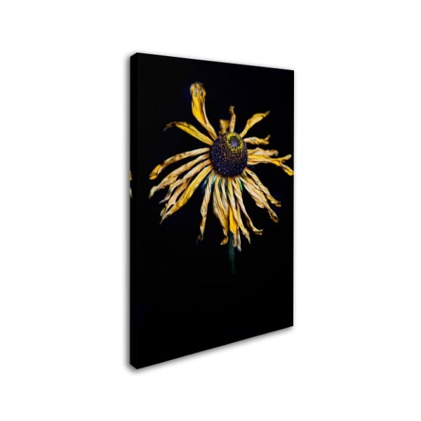 Lori Hutchison 'Dried Sunflower' Canvas Art,30x47